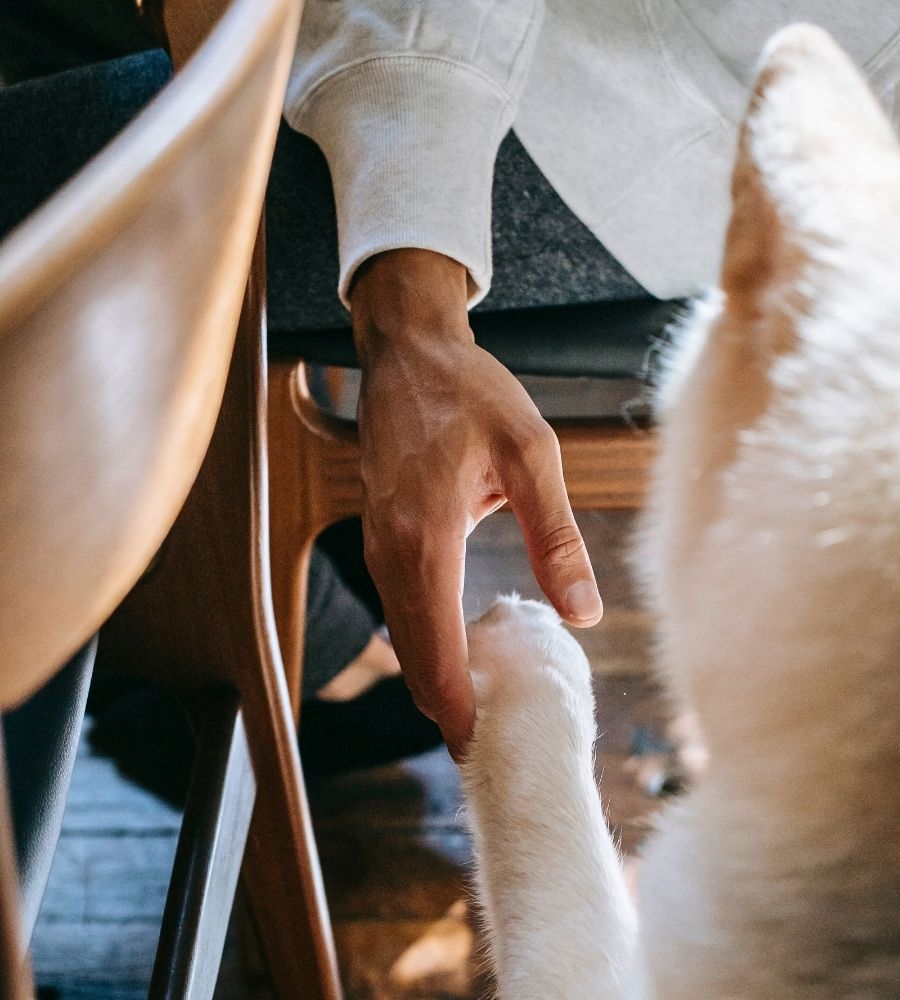 closeup of a hand holding a dog's paw