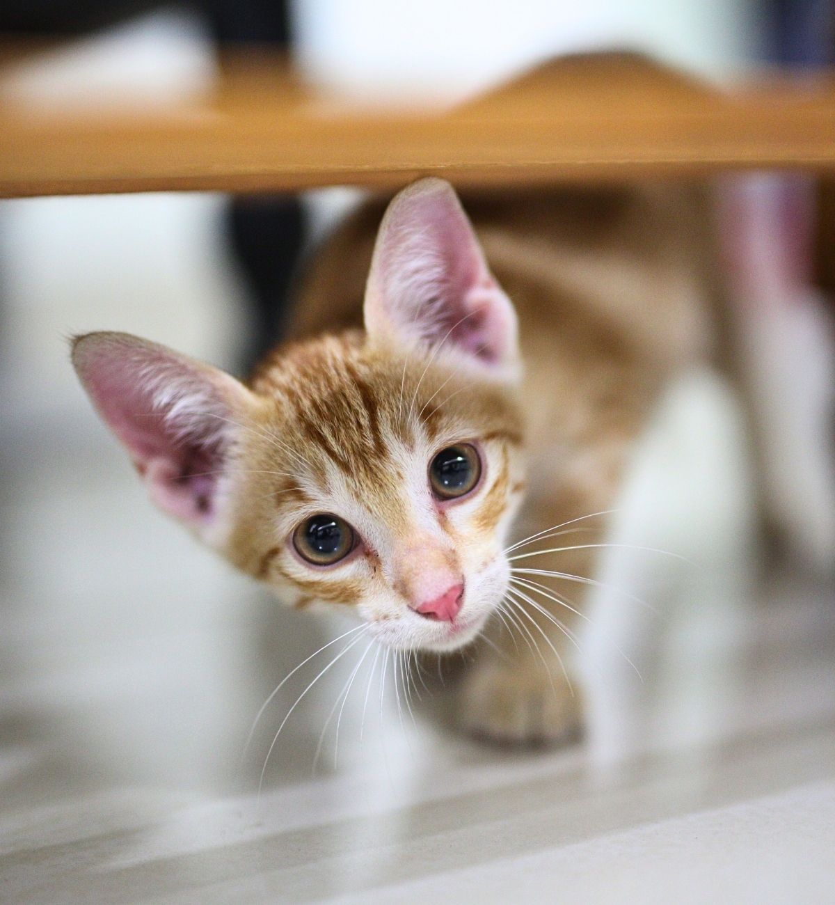 closeup of a curious orange kitten peeking from underneath a table