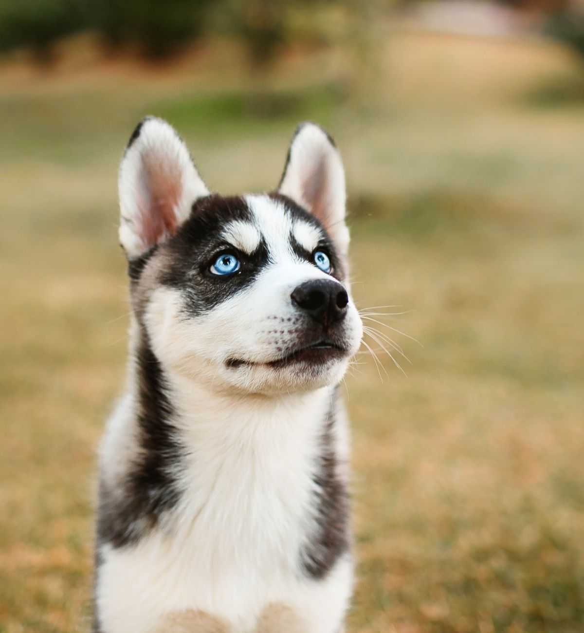 curious siberian husky puppy outdoors