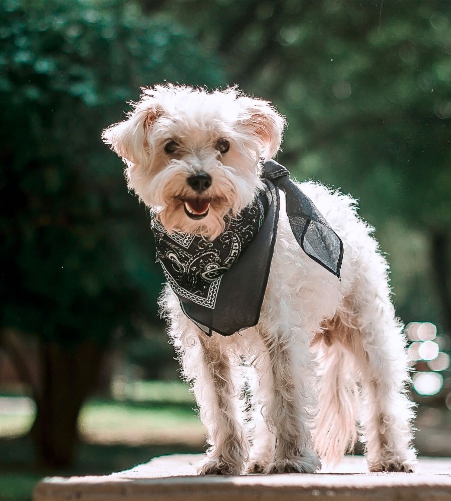 fluffy white dog wearing a blue bandana outside
