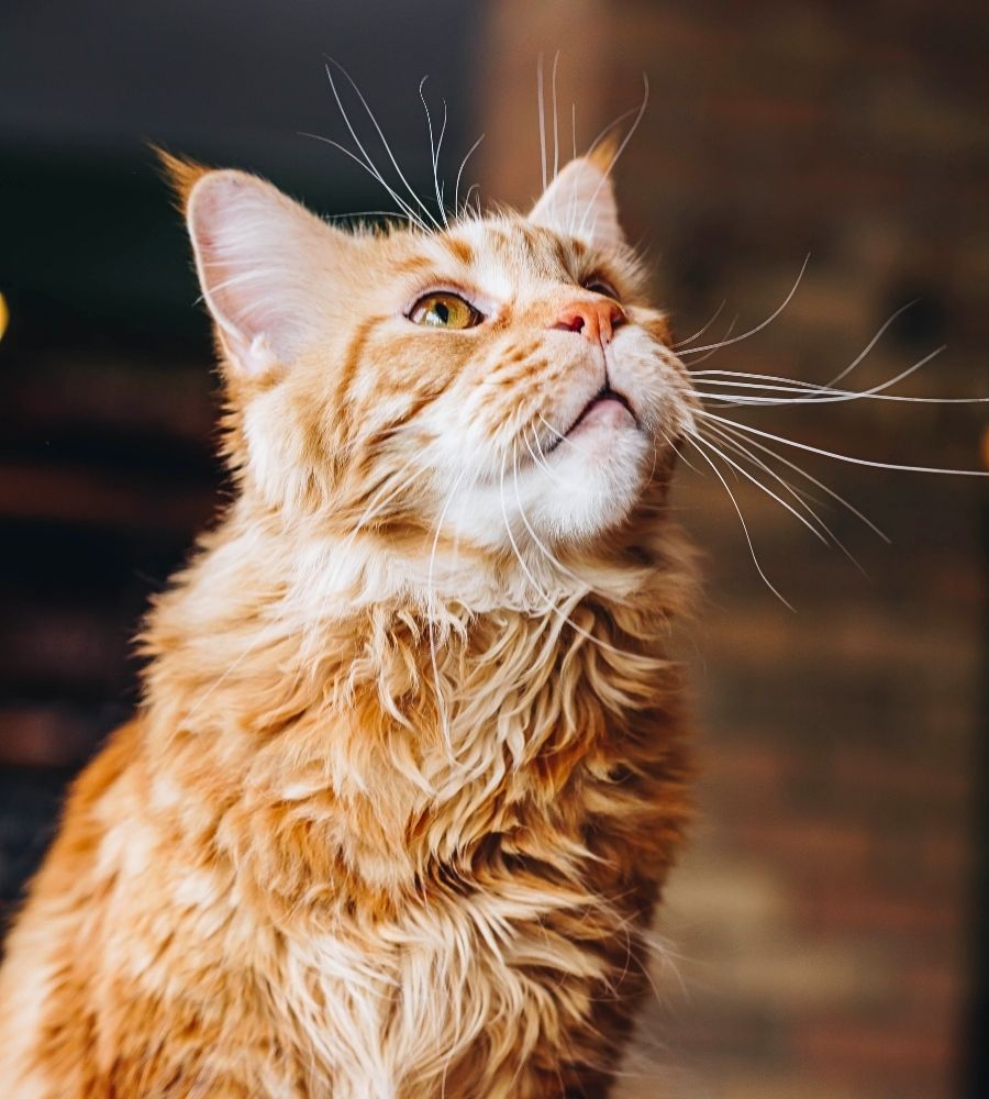 long-haired orange cat looking up curiously