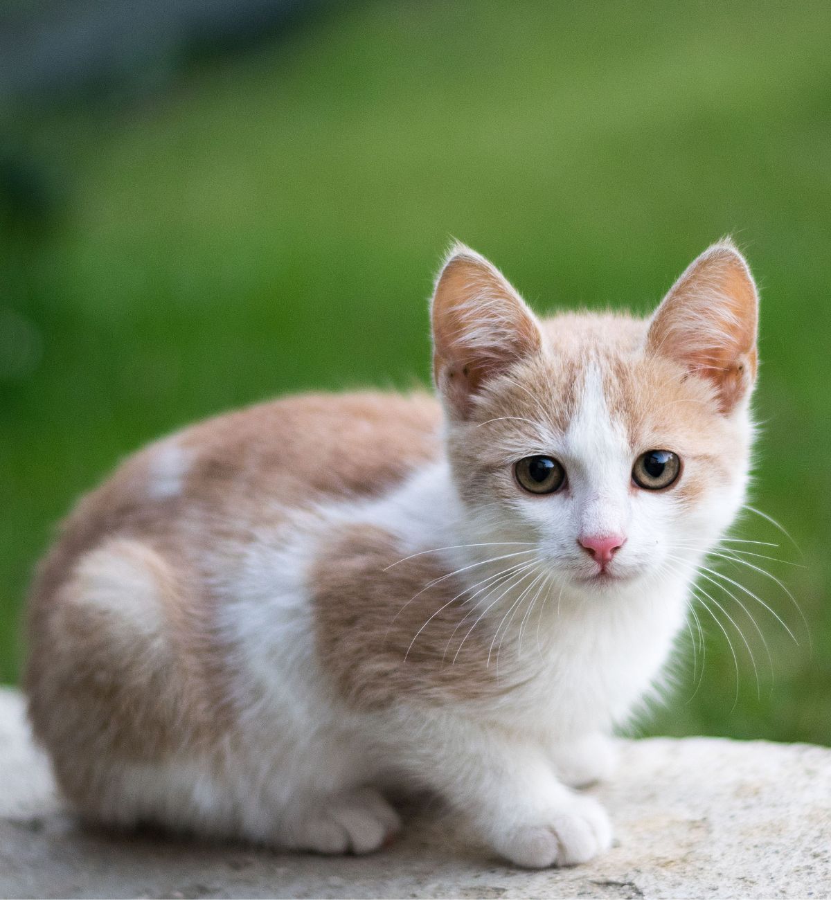Cute kitten with pink nose