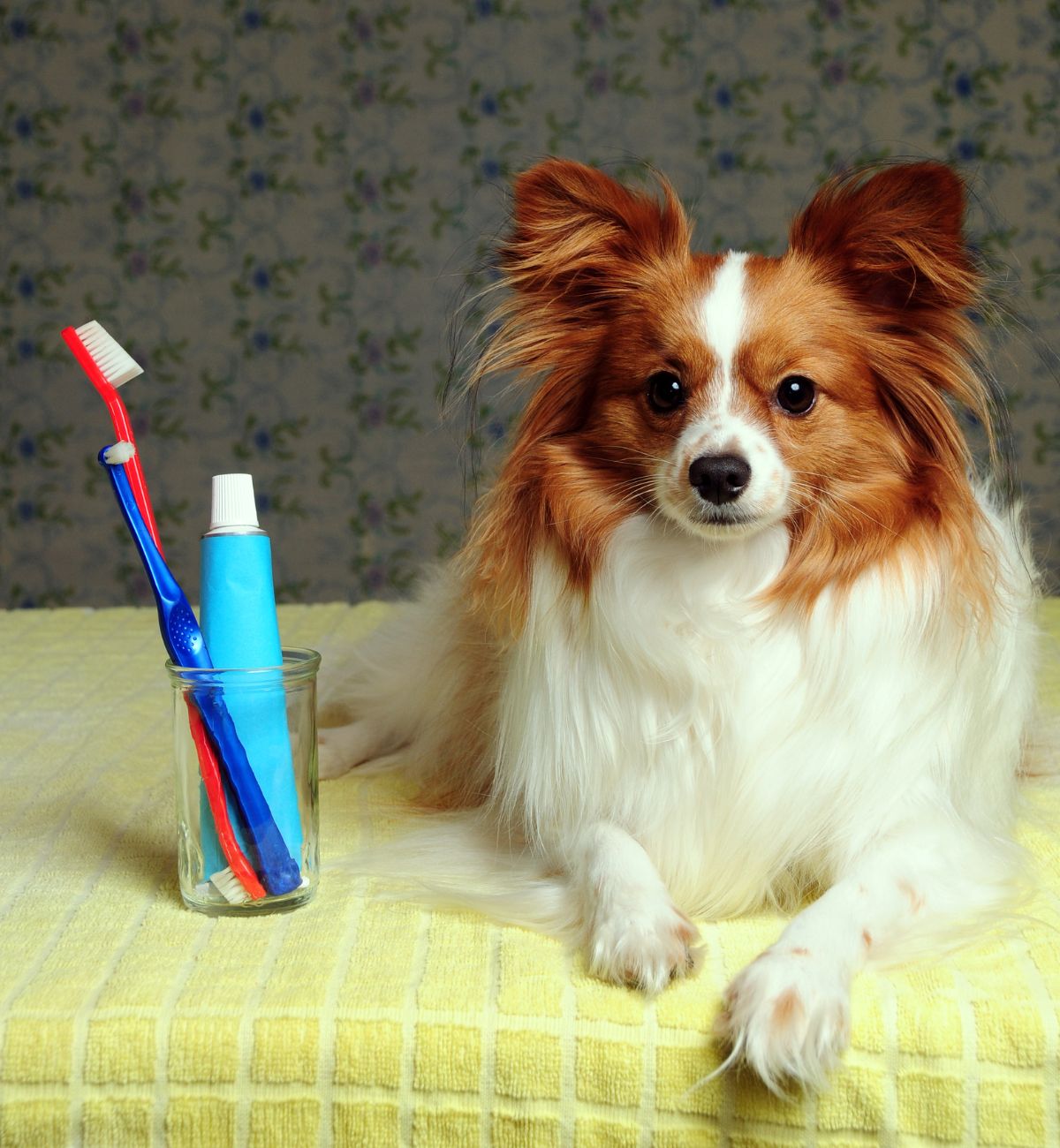 Papillon dog with dental hygiene items