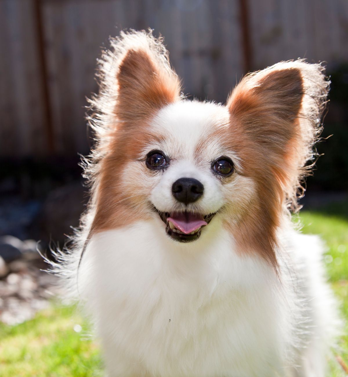 Cute dog with fluffy ears