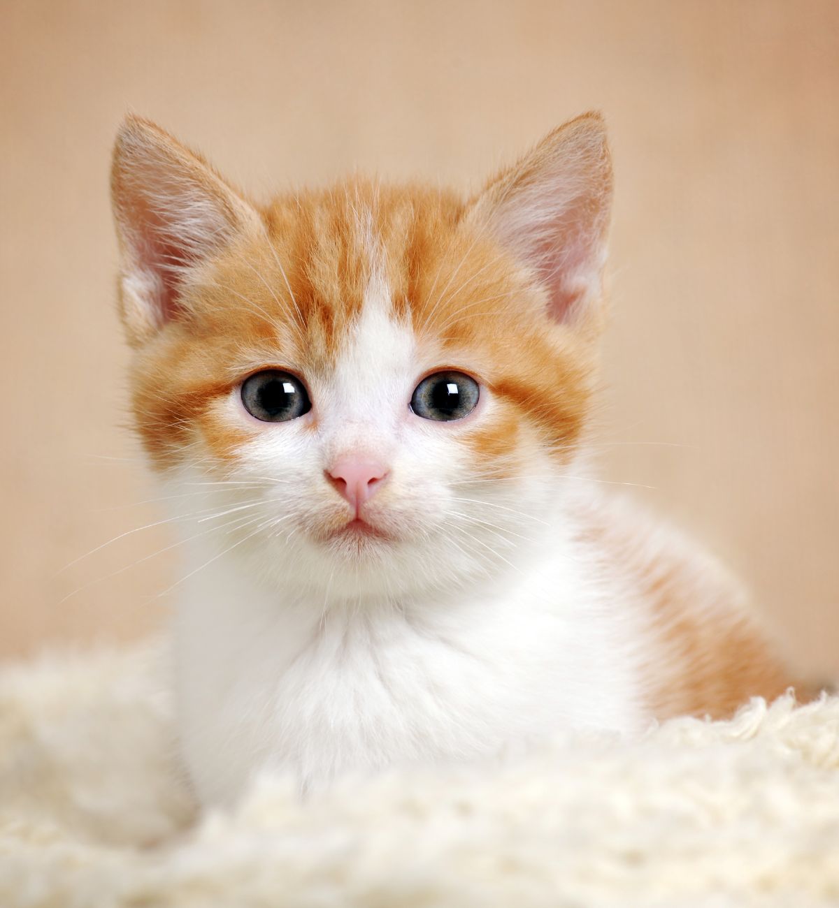 Cute kitten with big eyes