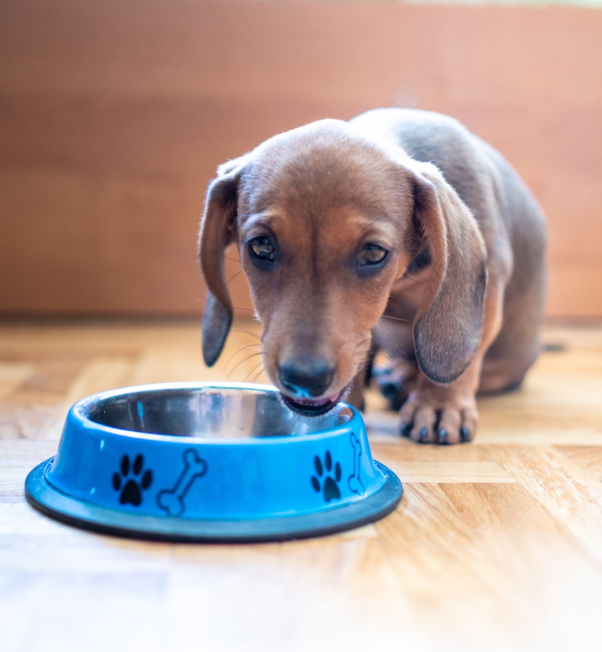 Dachshund puppy eating from bowl