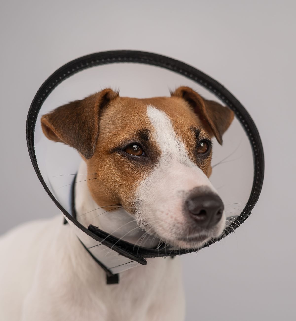 Dog wearing protective cone collar