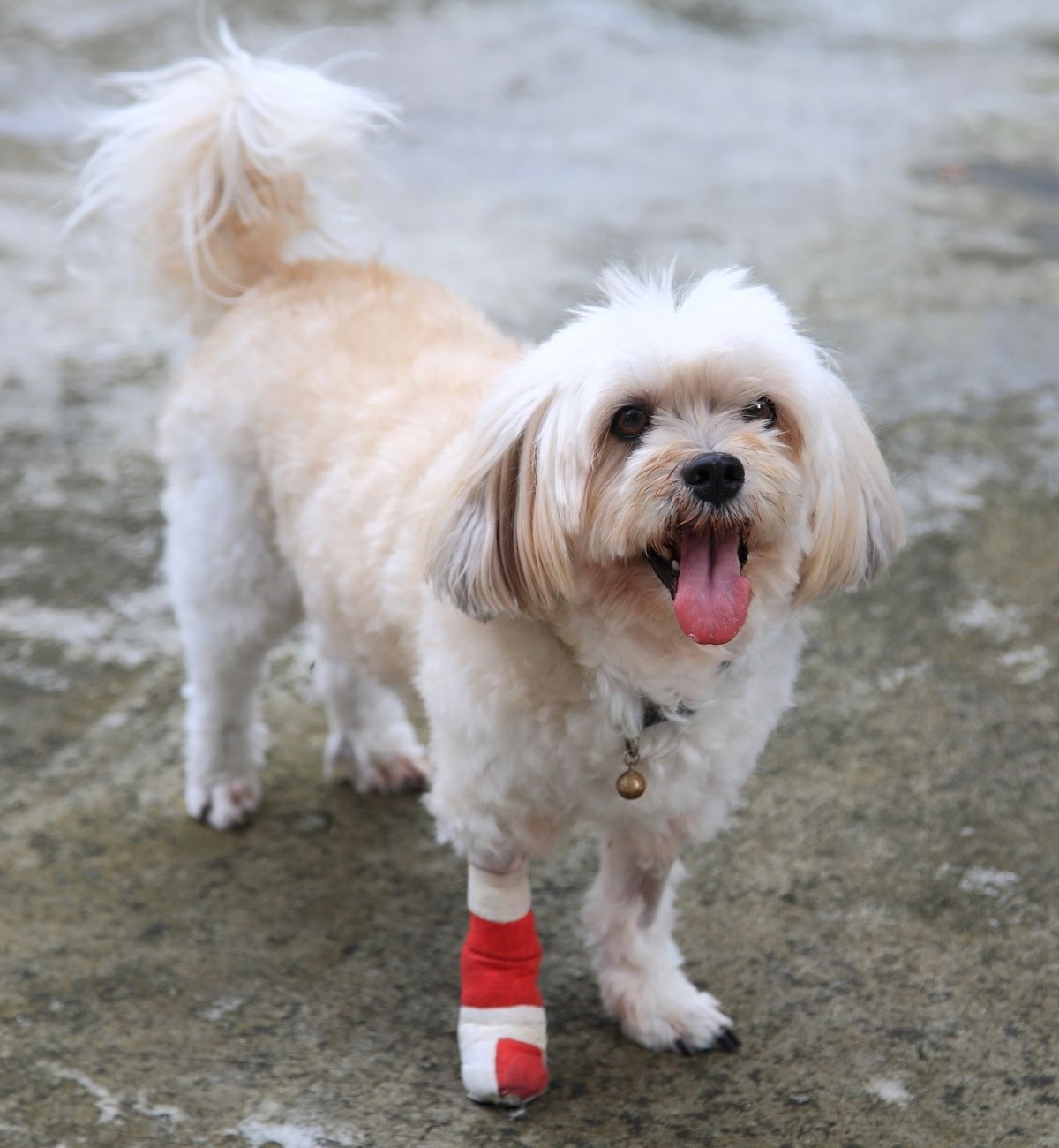 Dog with leg bandage smiling