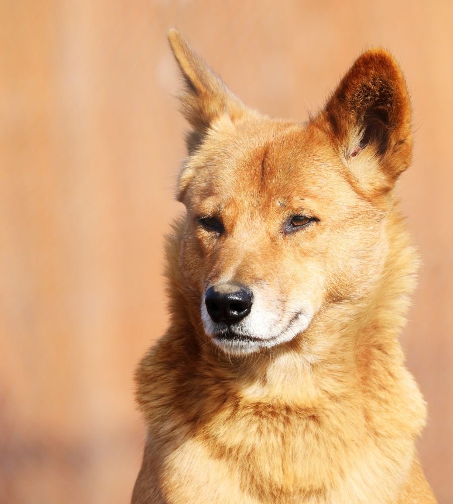 Golden dingo with pointed ears