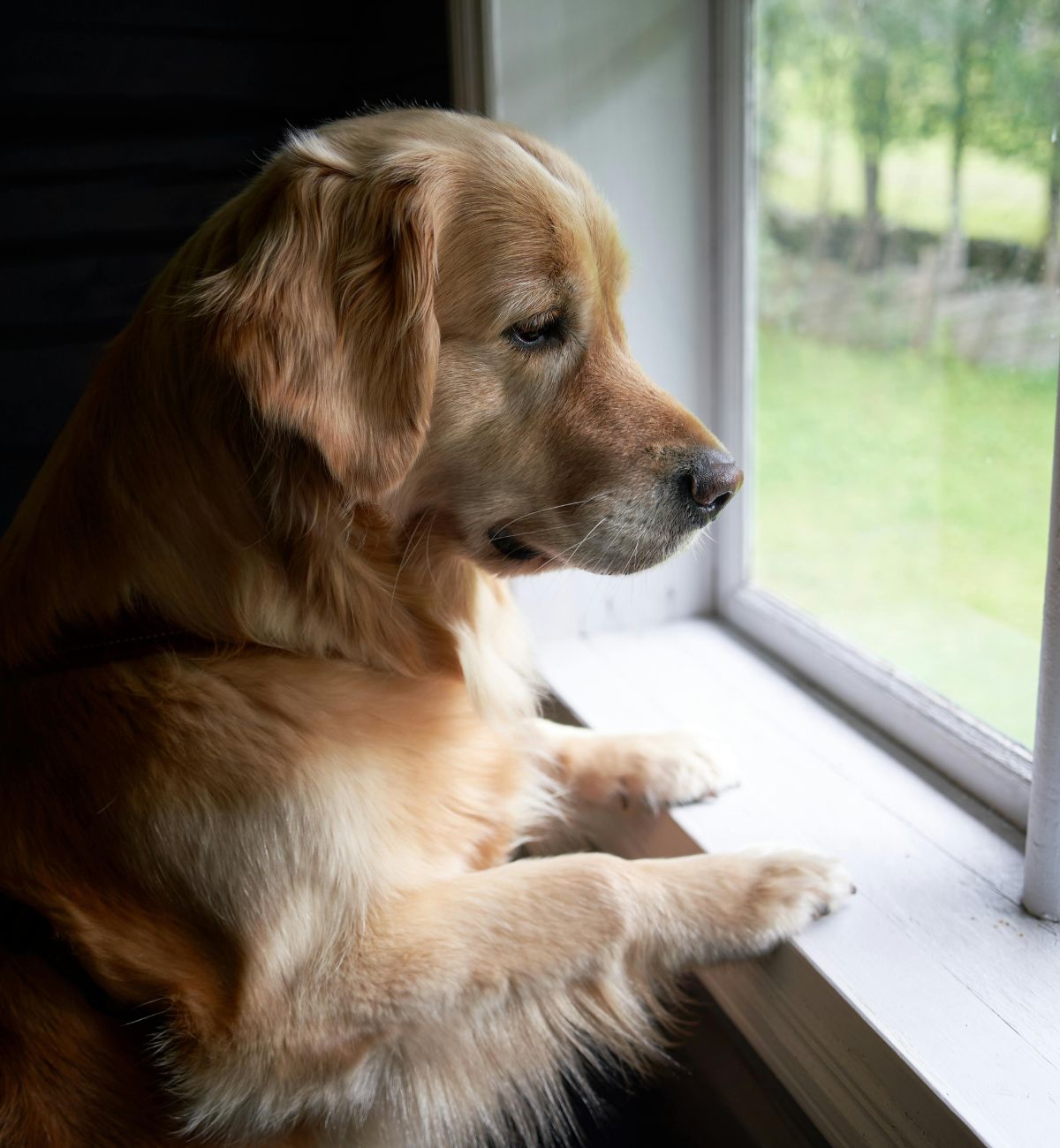 Golden retriever looks out window