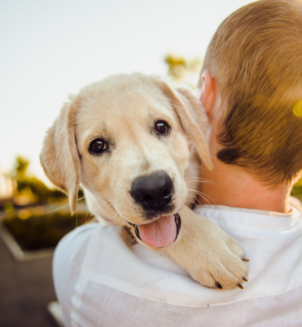 Golden retriever puppy looks forward