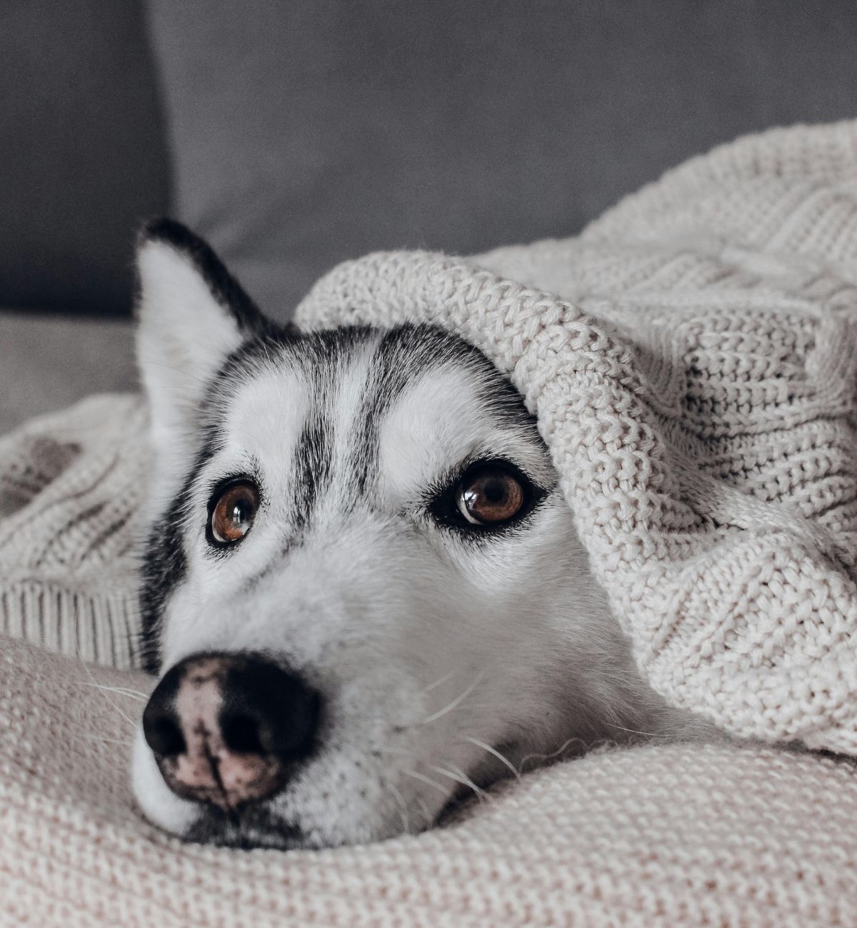 Husky dog wrapped in blanket