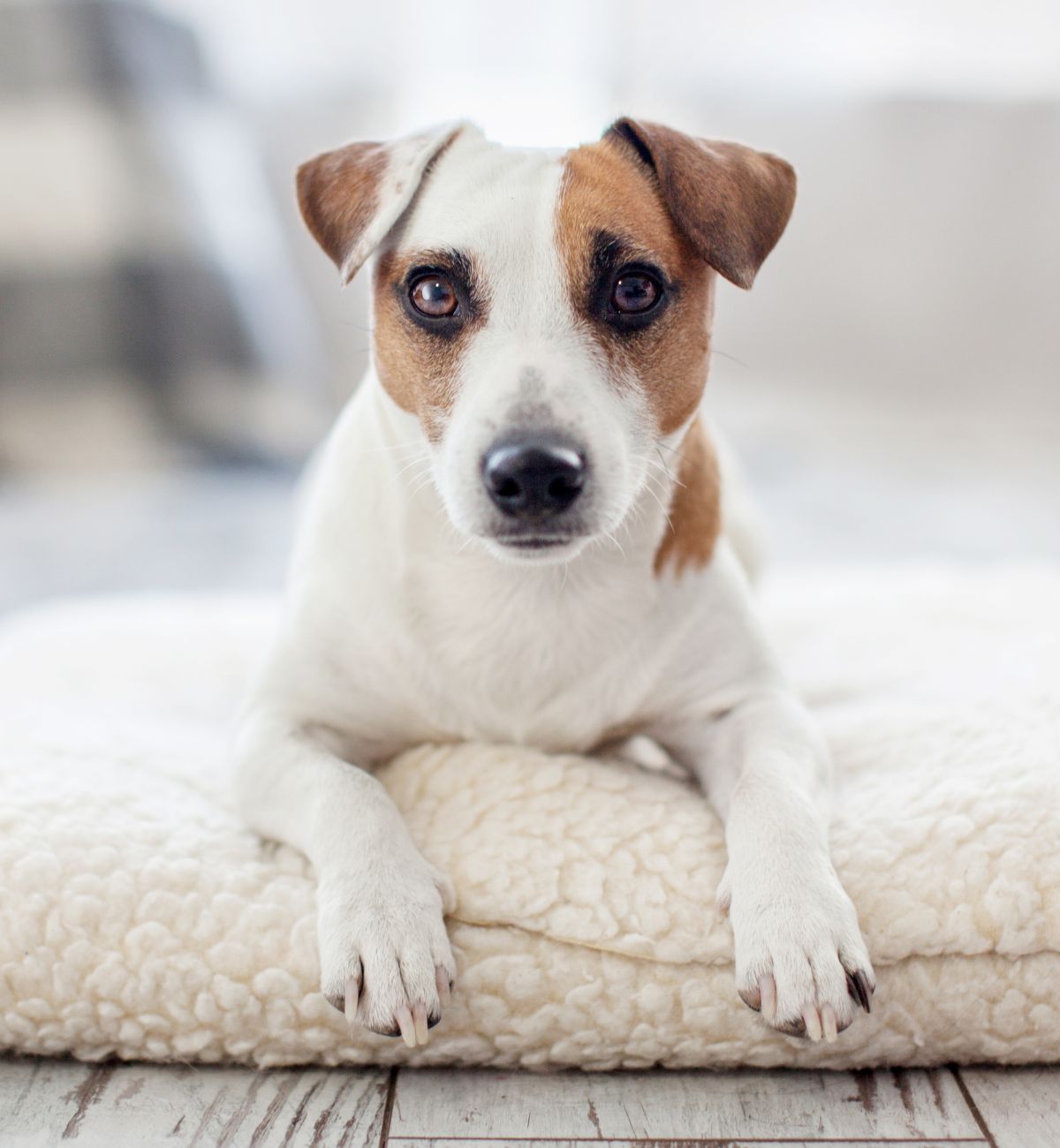 Jack Russell Terrier on dogbed