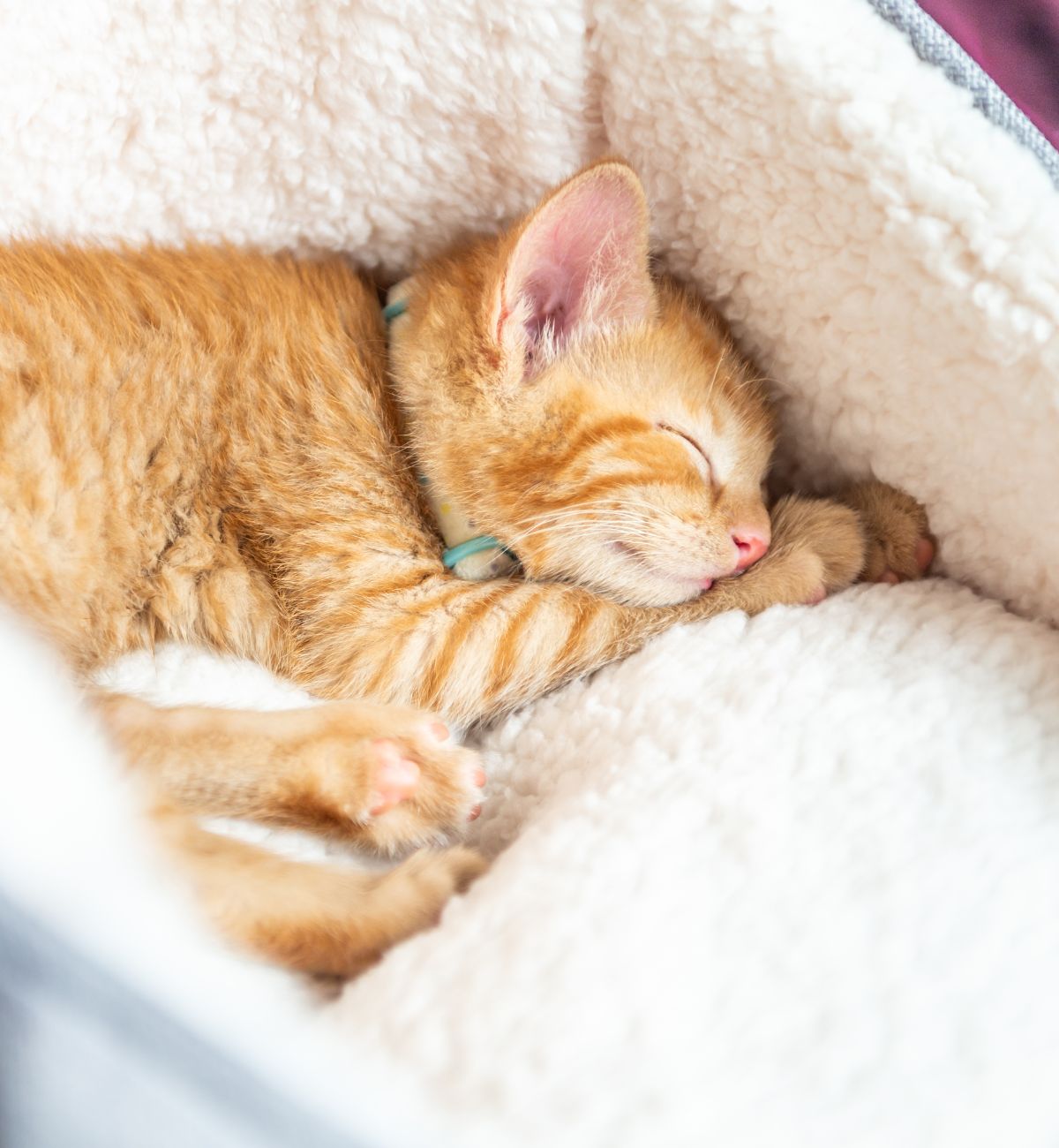 Orange kitten sleeping in soft bed