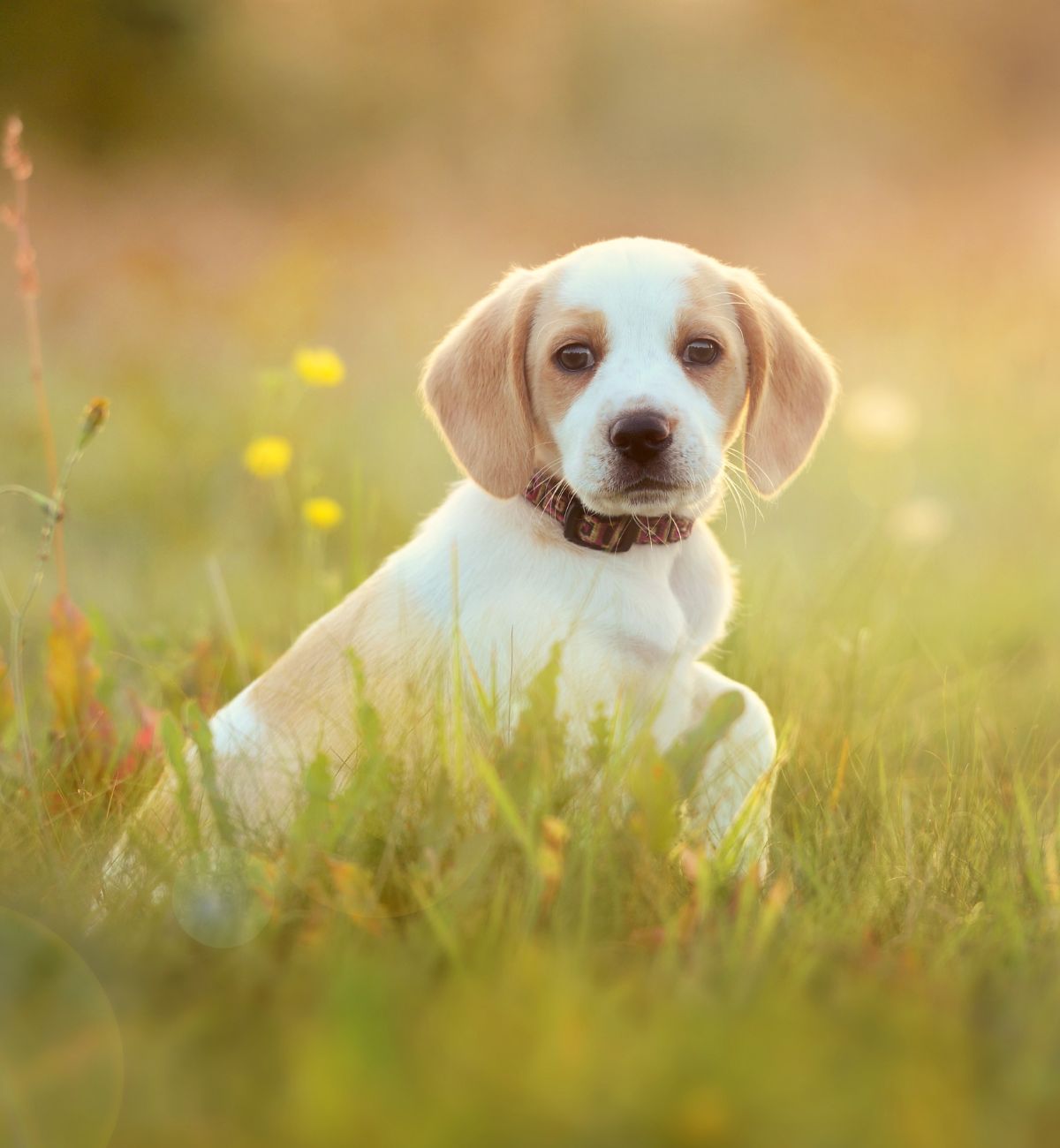 Puppy sitting in grassy field