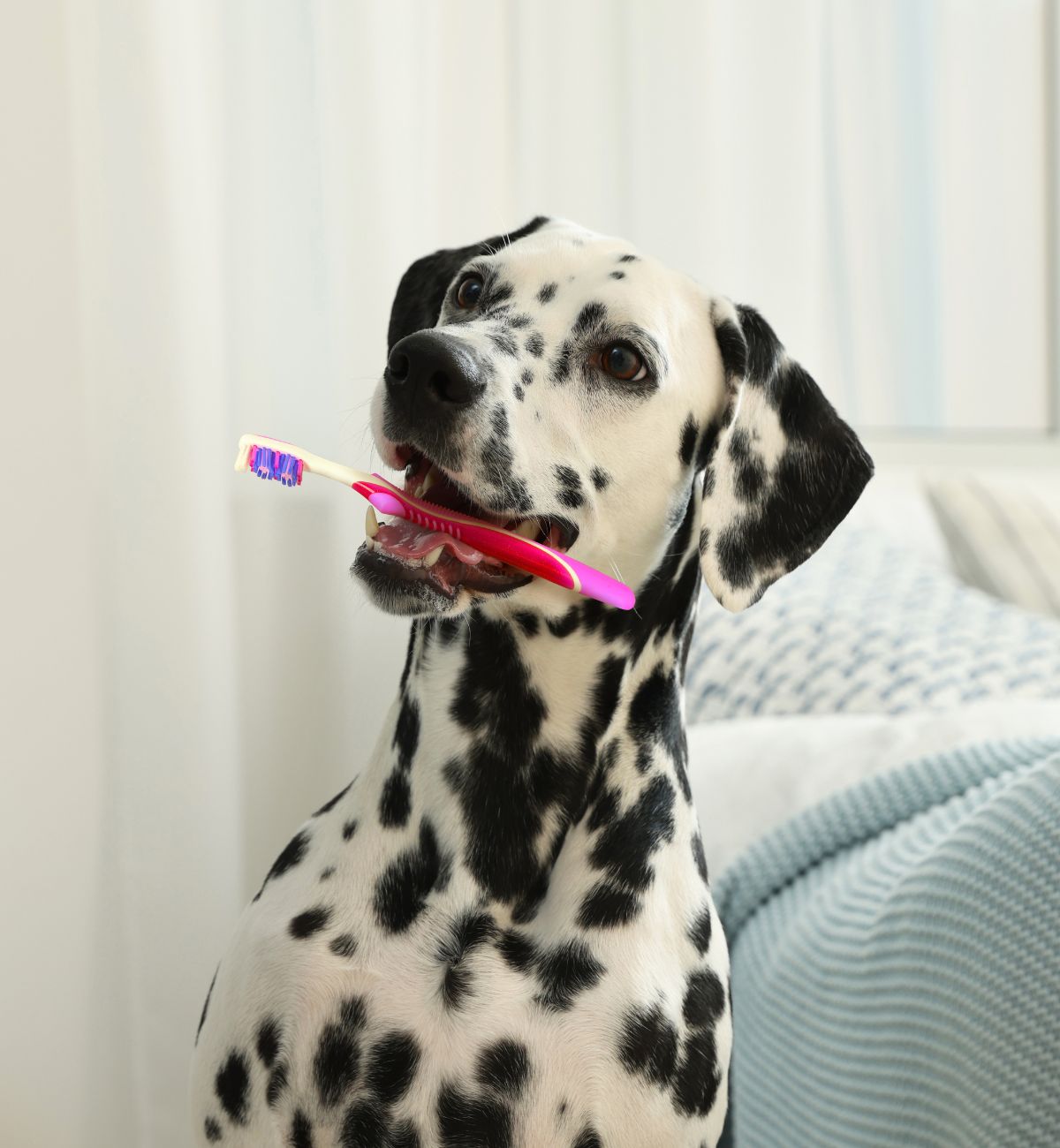 Spotted dog ready to brush