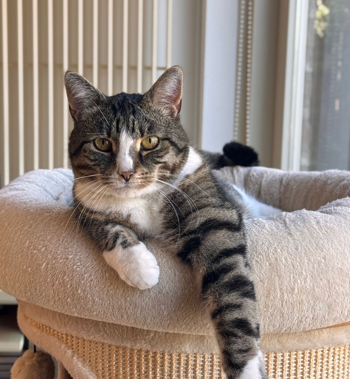 Tabby cat lounging in soft bed