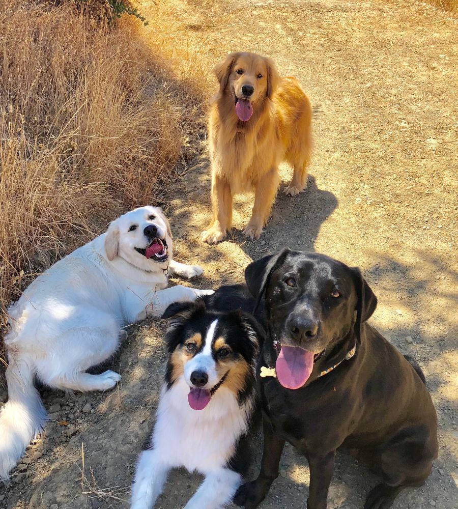 Variety of dog breeds together