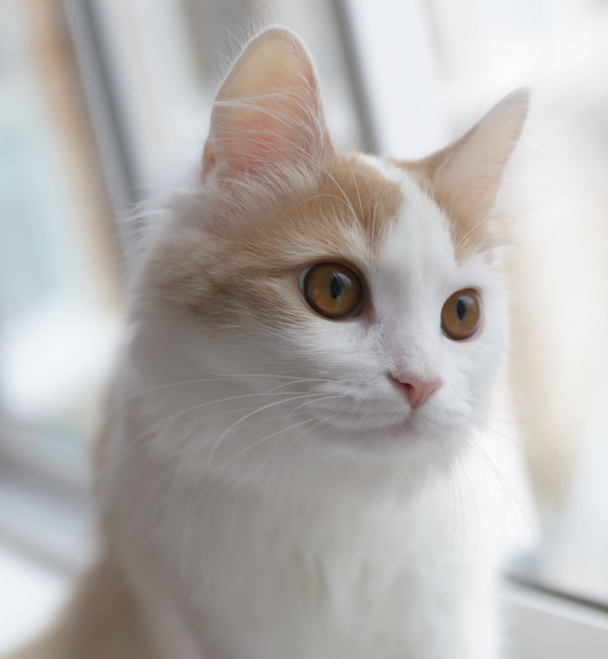White cat with orange markings