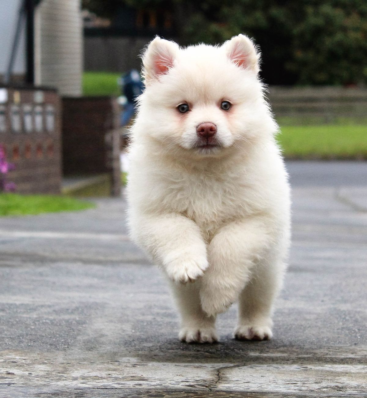 White puppy prancing outside