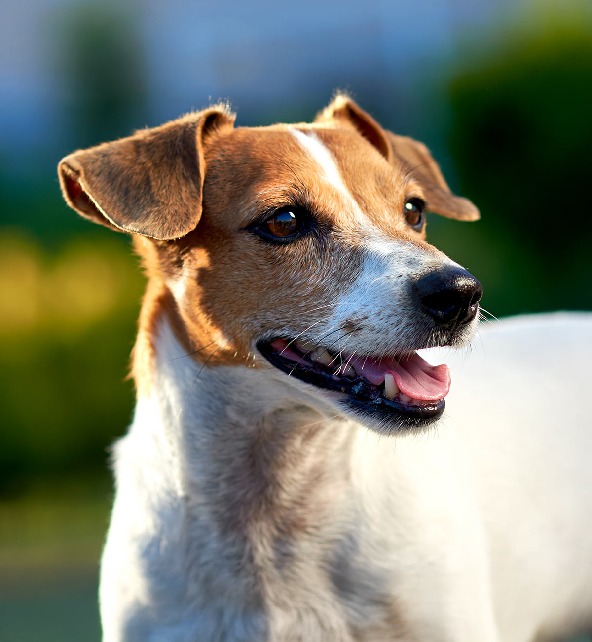 Spotted dog ready to brush